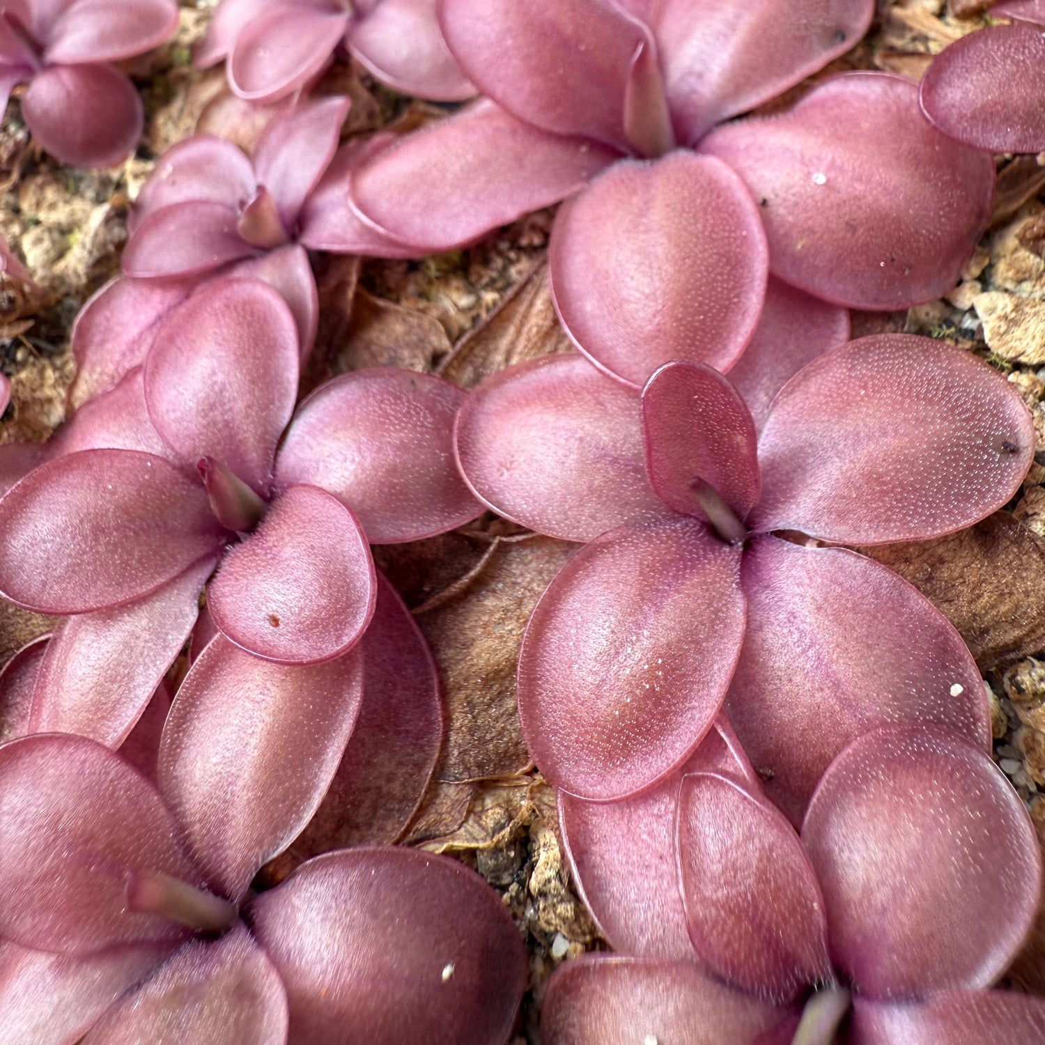 Pinguicula x “Sangria Ripple” BARE ROOT