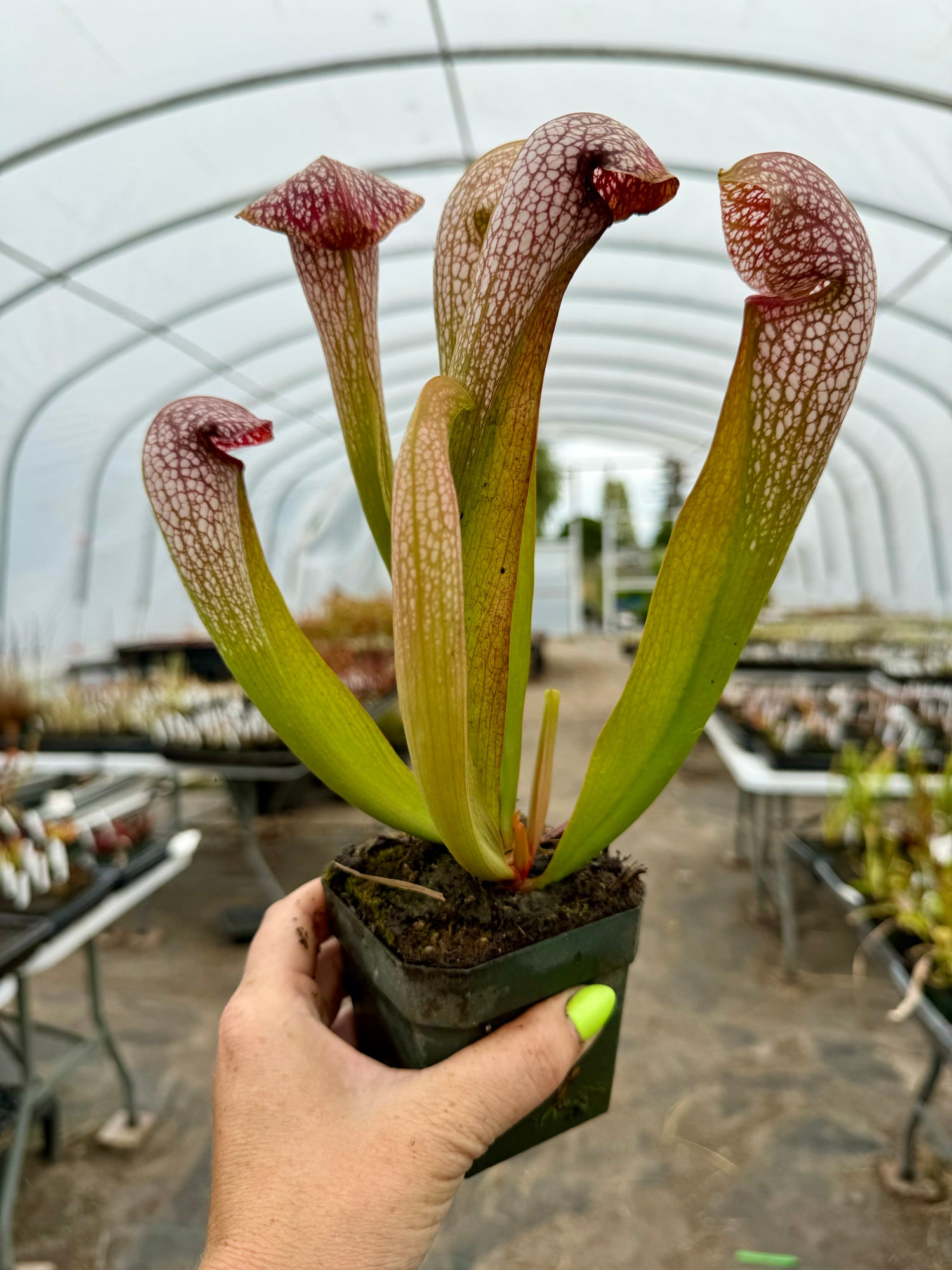 Sarracenia x “Lovebird” Potted