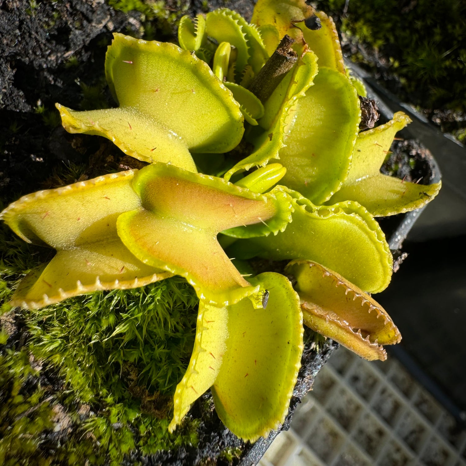 Dionaea m. “GJ Giant Cudo” Potted