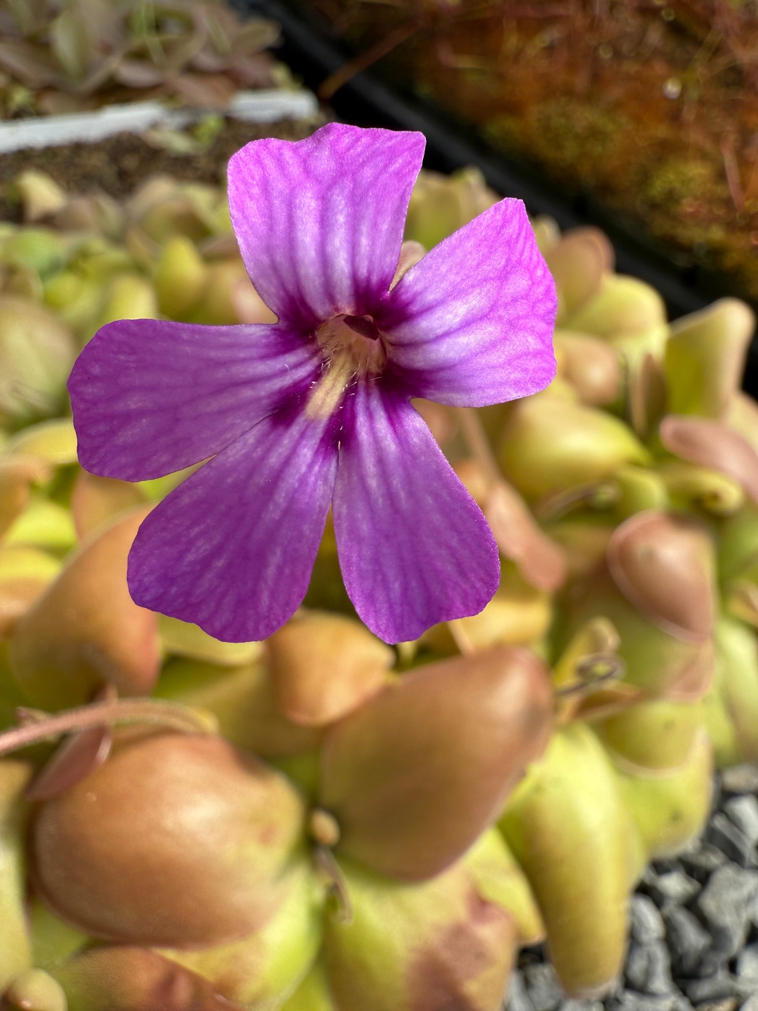 Pinguicula x “Charlie’s Hope” BARE ROOT