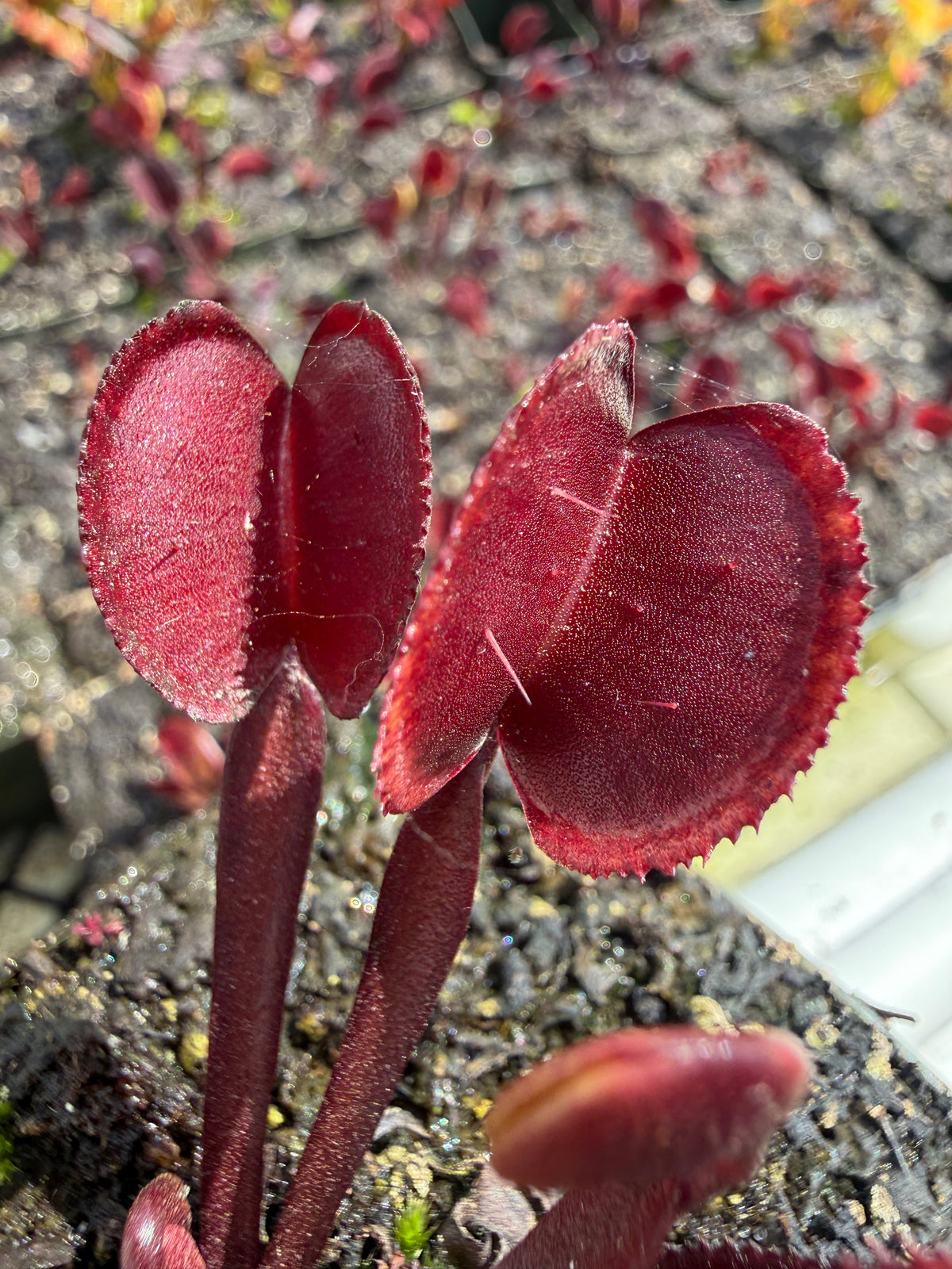 Dionaea m. “Bloodbender” Potted