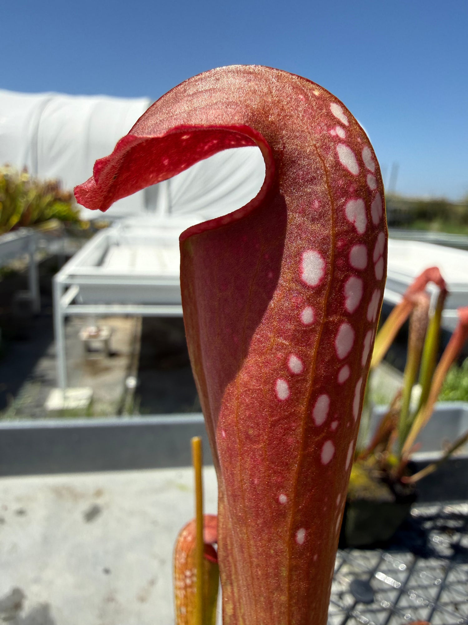 Sarracenia minor ‘Okee Giant’ x ( x ‘Green Monster’ ) Clone 3 RC Potted