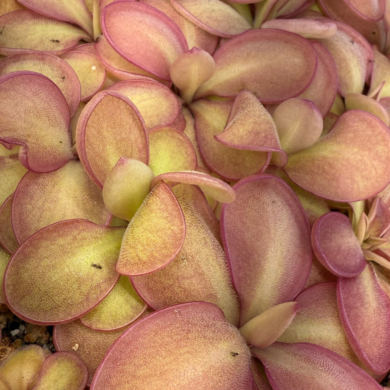 Pinguicula emarginata x sp Lautner “Clone B” BARE ROOT