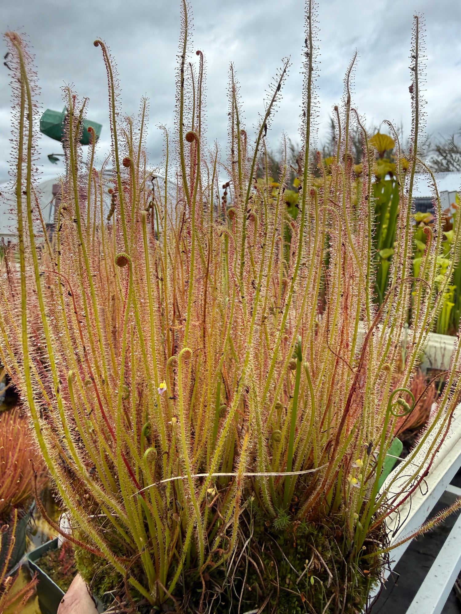 Drosera x 'Portland Sunrise' Potted