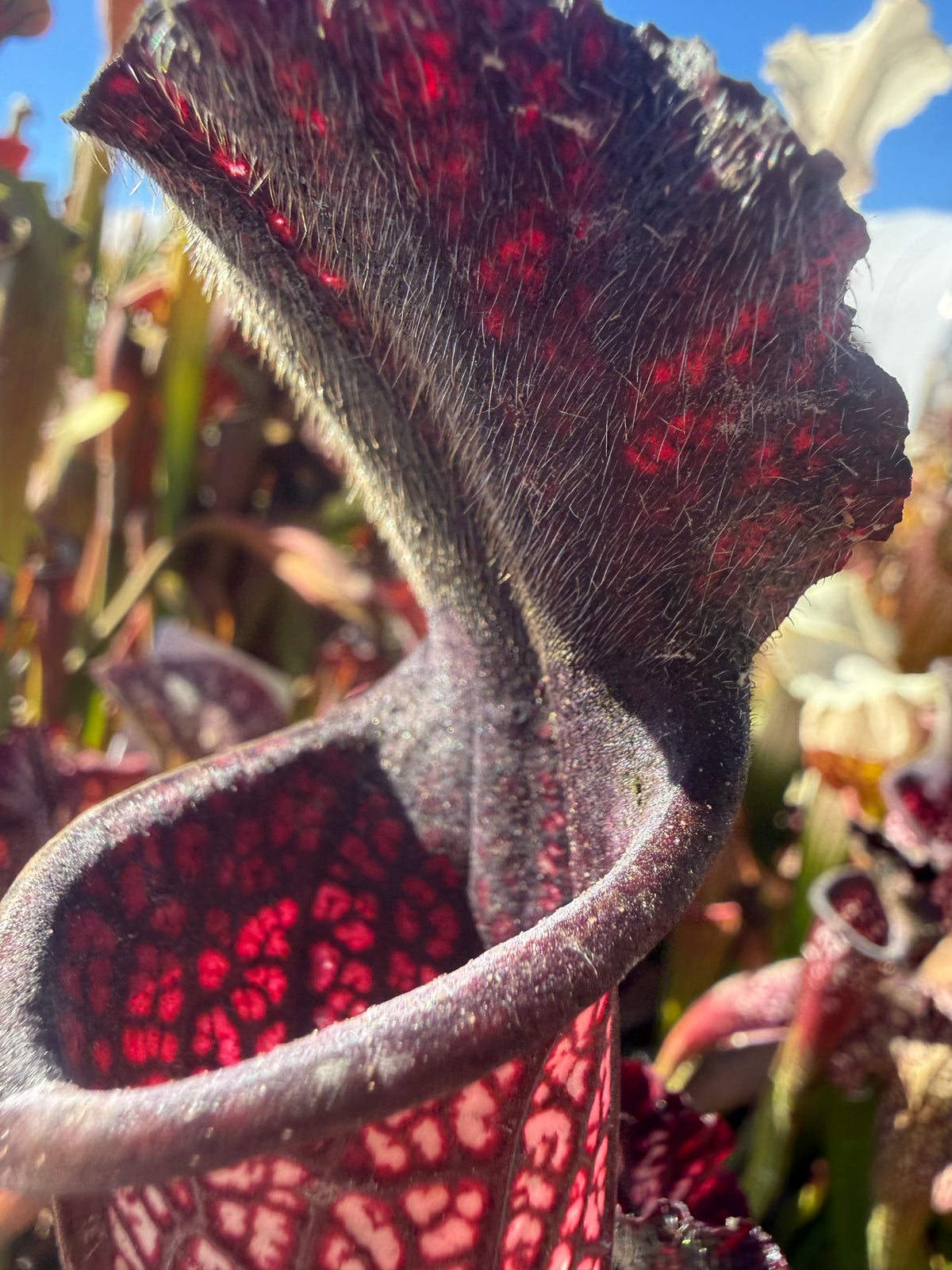 Sarracenia leucophylla ‘Black Sheer’ Potted