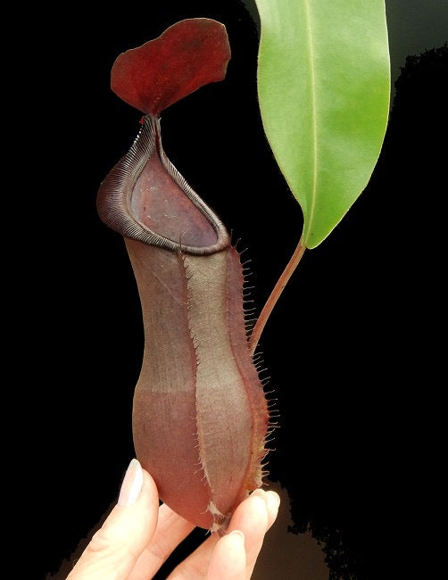 Nepenthes spathulata x tobaica Potted