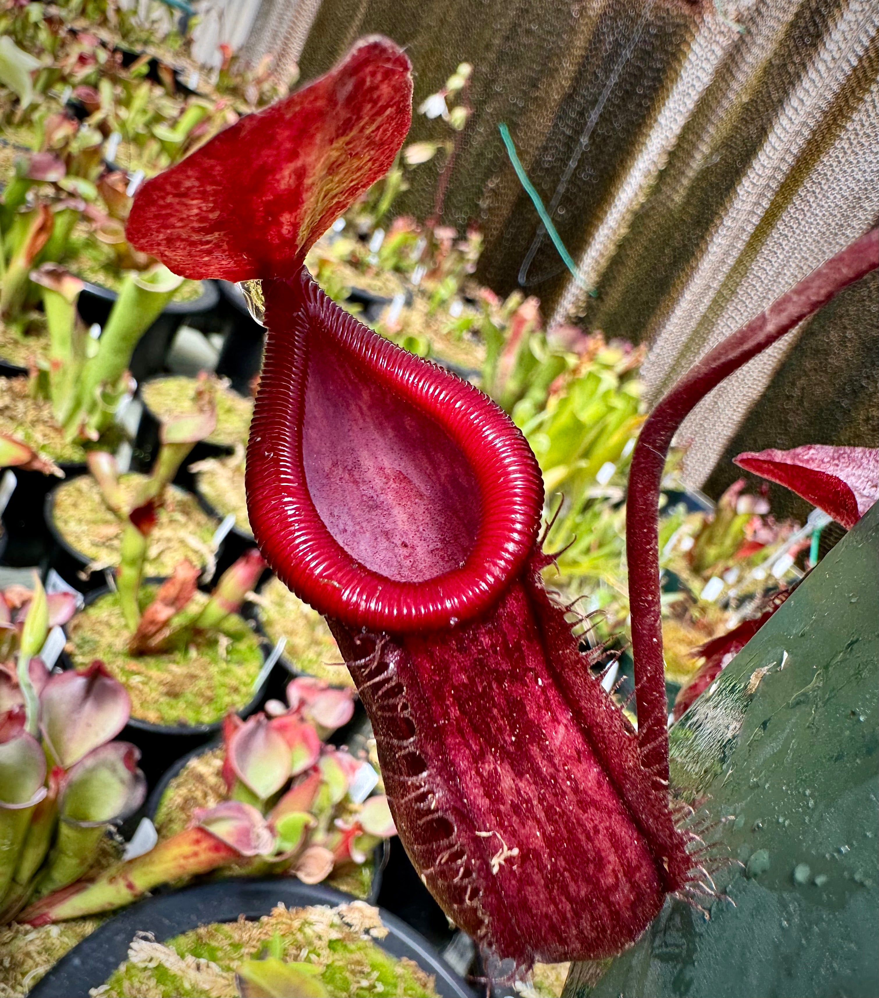 Nepenthes ventricosa “Black Peristome” x pitopangii CalCarn Seed-Grown