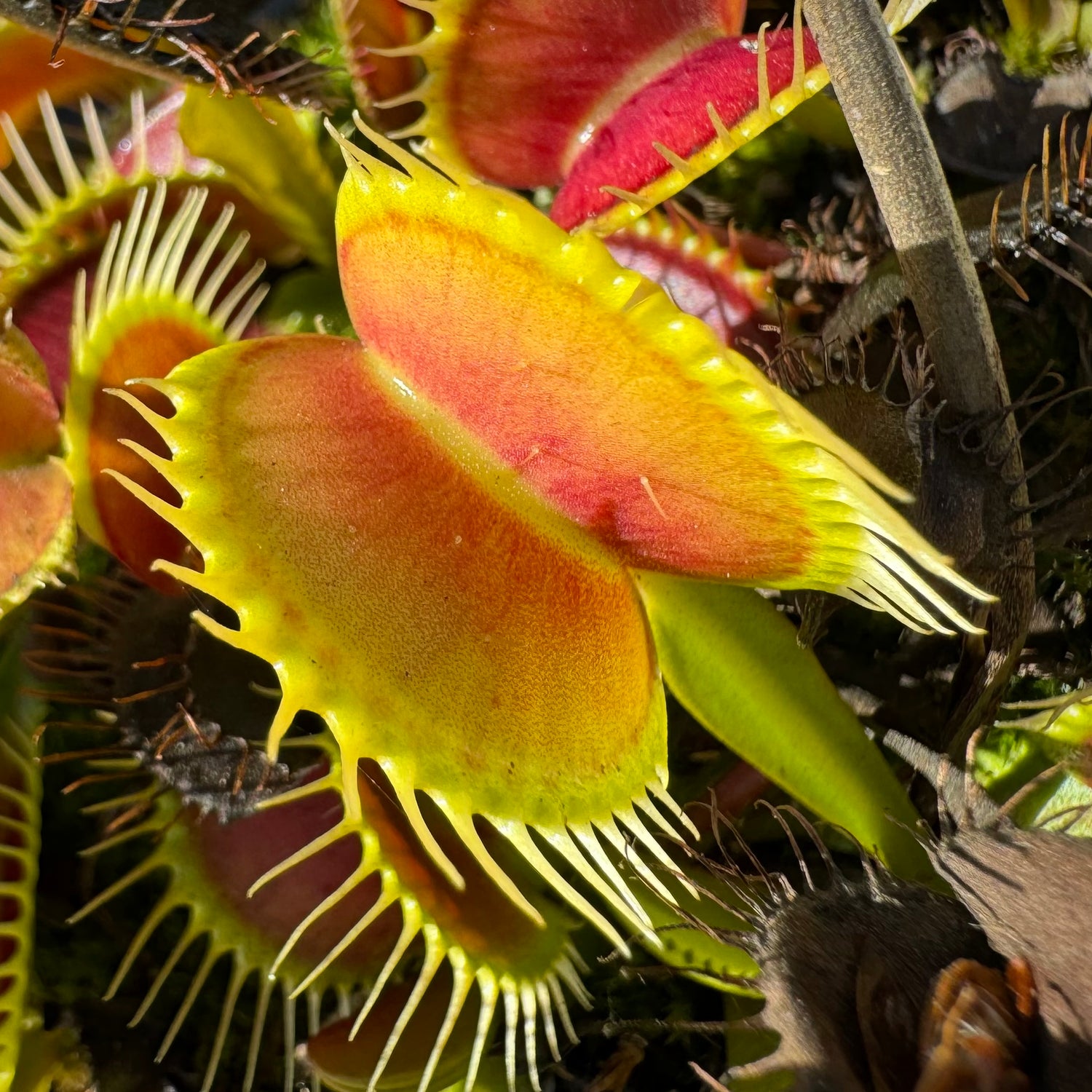 Seed Pack Dionaea m. ‘FTS Etna’ (12 seeds/pack)