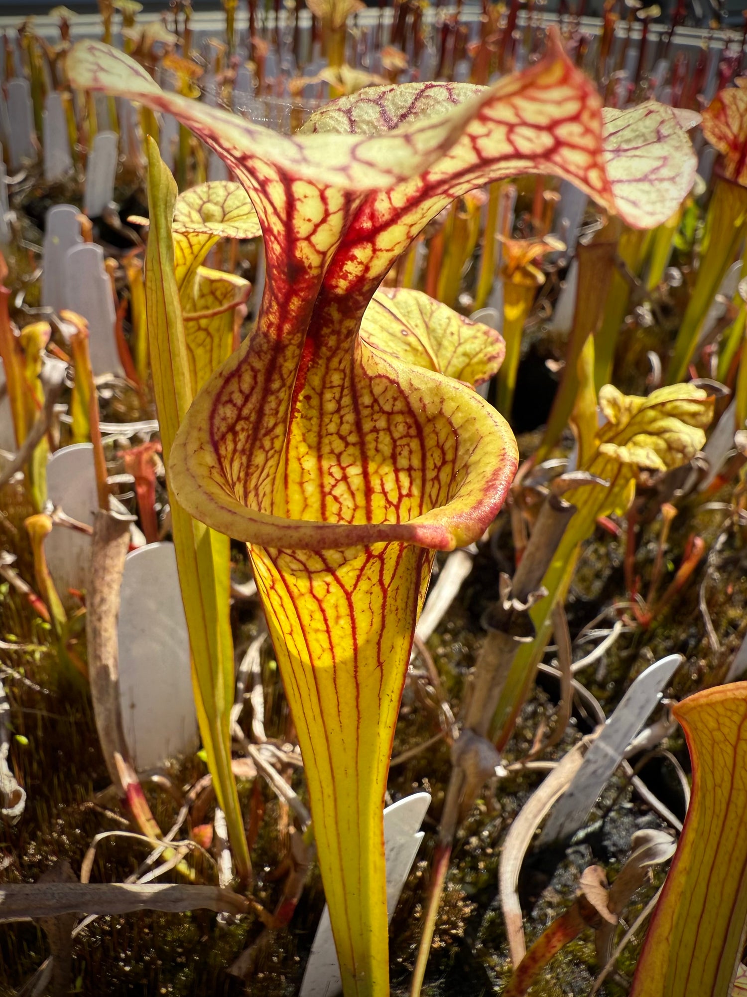 Sarracenia  ( x 'Caitrin Claire’ ) x flava rugelii 'Bud's Gargoyle’ Potted