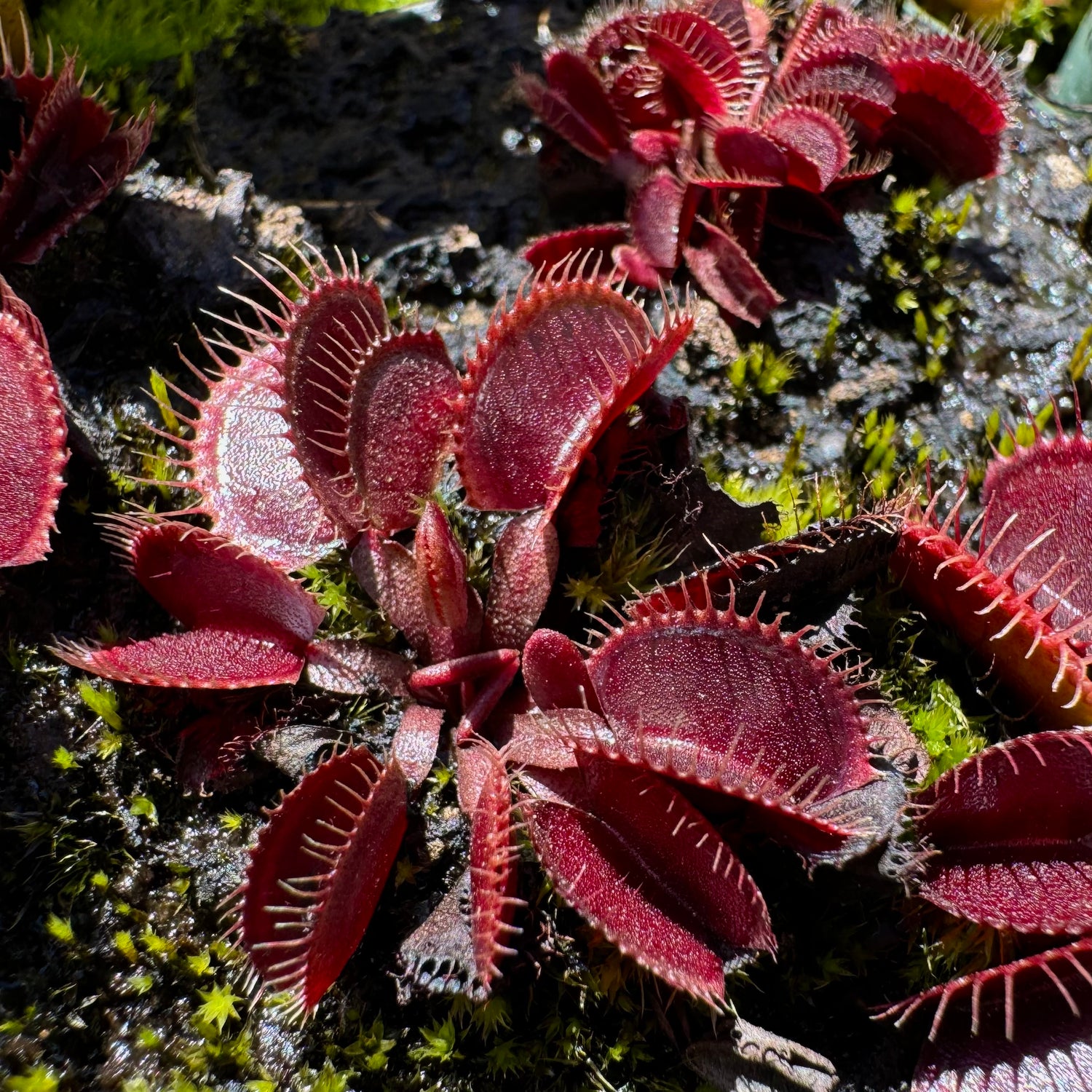 Dionaea m. ‘Petite Red Dragon' JH Potted