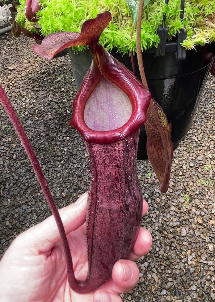 Nepenthes boschiana x mira Potted