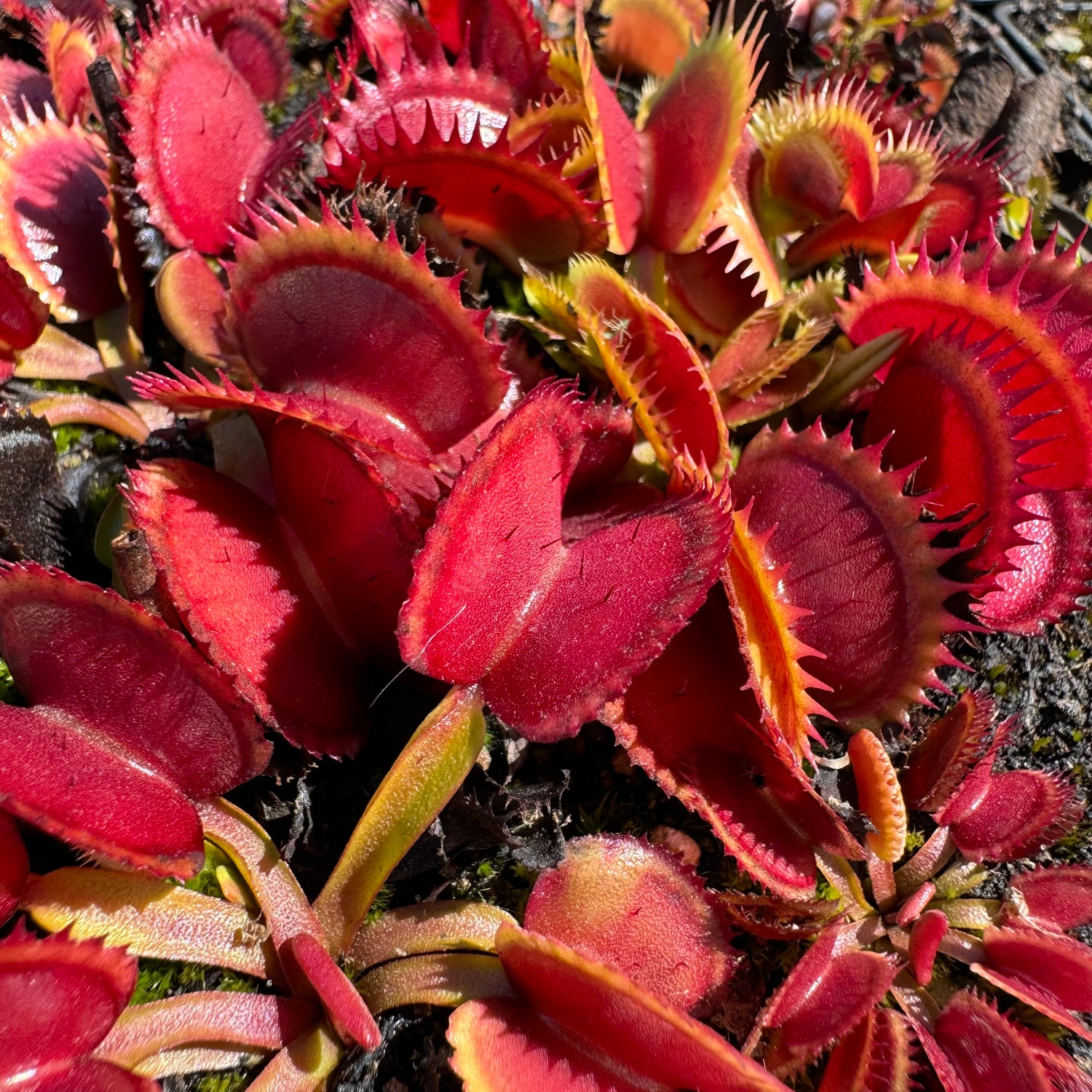 Dionaea m. 'Coq Couche' Potted