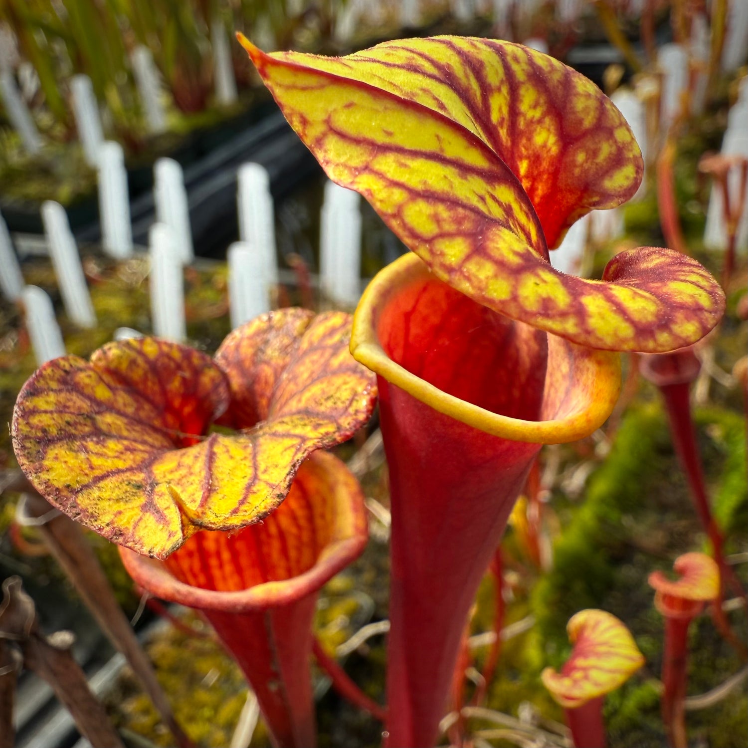 Sarracenia flava var. atropurpurea “Our Darkest” x flava var rugelii ‘Bud’s Gargoyle’ Potted