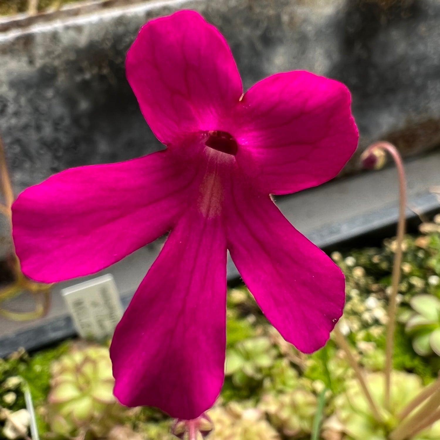 Pinguicula x “Tiffany’s Neon Jamboree” BARE ROOT