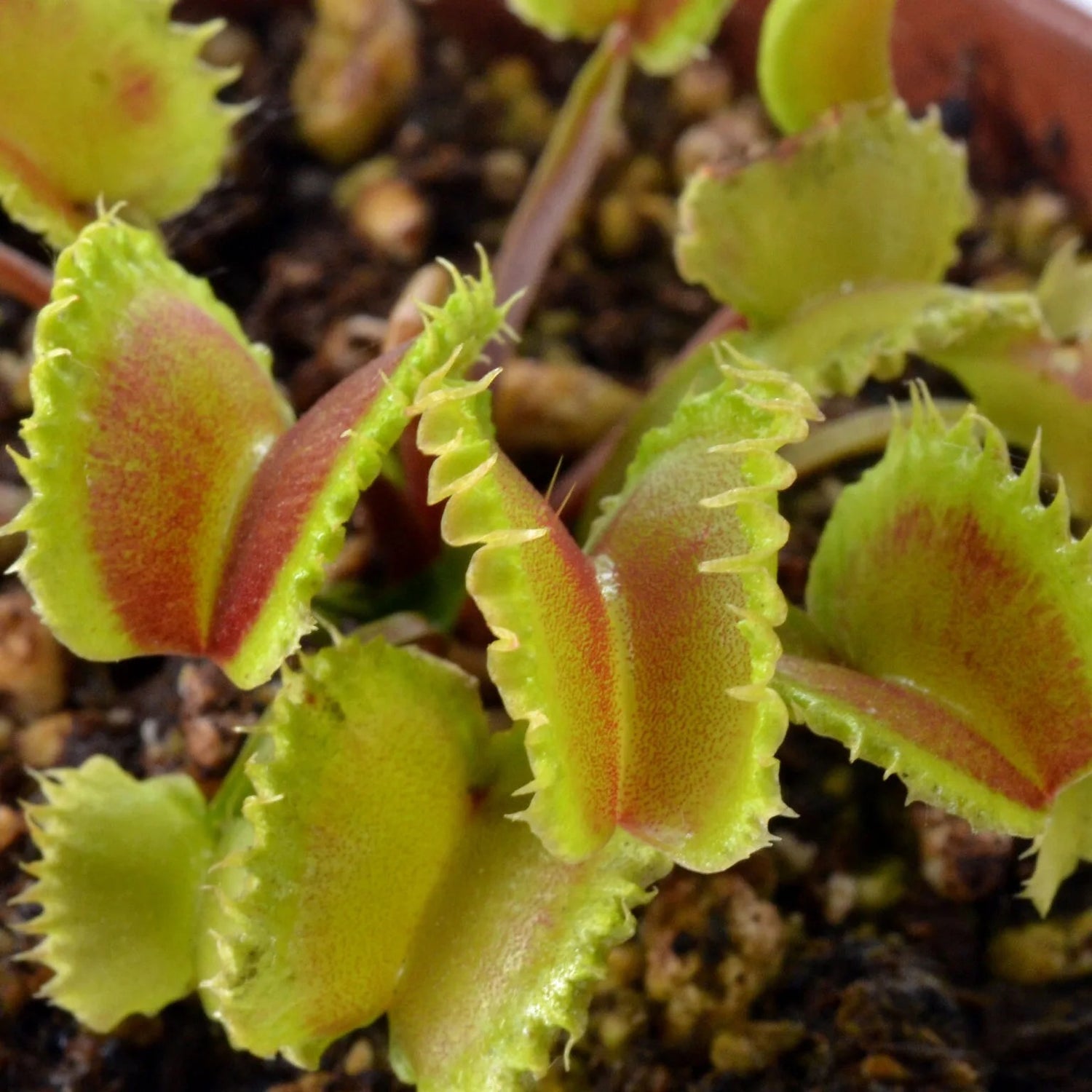 Dionaea m. ‘Eruption’ Potted