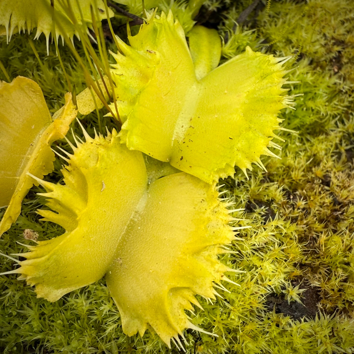 Dionaea m. 'Biohazard 2' JH Potted
