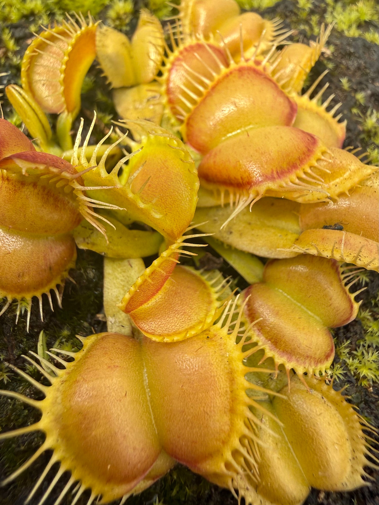 Dionaea m. “Galaxy x Self” JH Potted