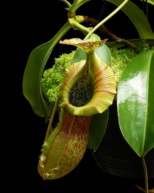 Nepenthes spathulata x ( burbidgeae x edwardsiana ) Potted