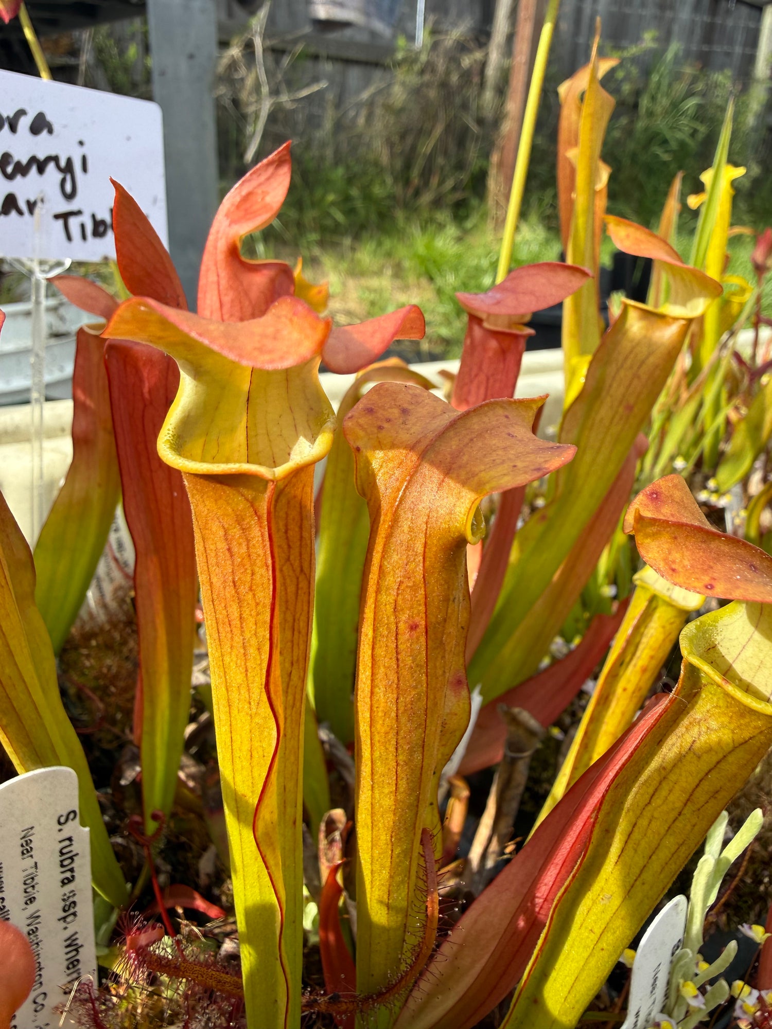 Sarracenia rubra ssp wherryi “Near Tibbie, Co, AL” Potted