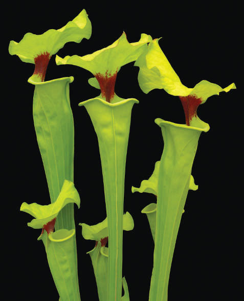 Sarracenia flava var rugelii ‘Bob Hanrahan’ Division Potted