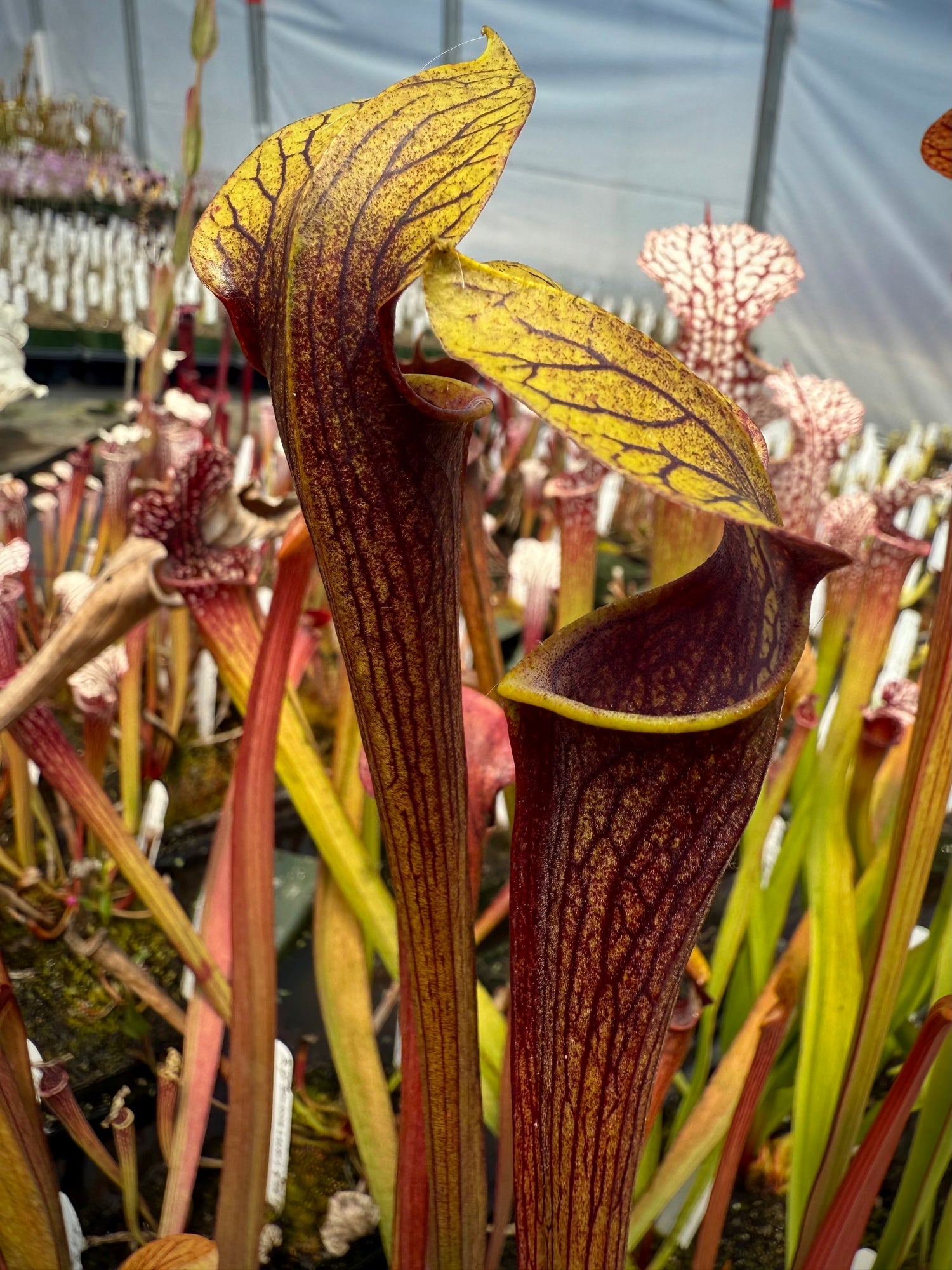 Sarracenia alata "Night" x self DGA1 Potted