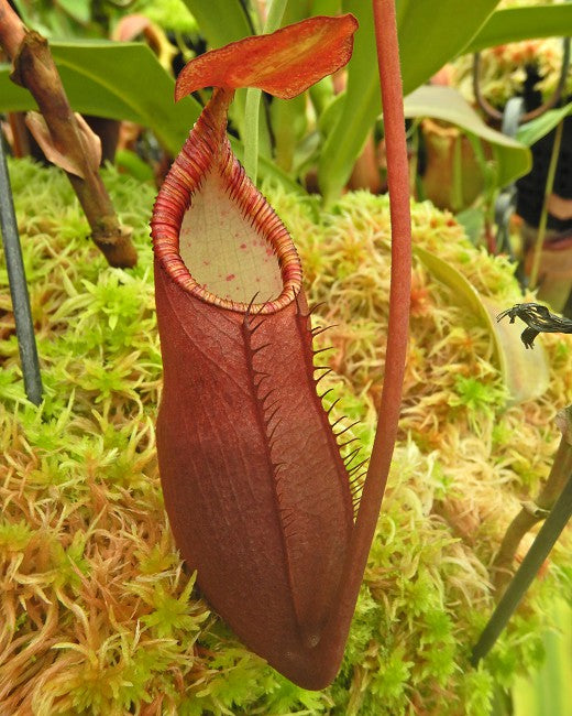 Nepenthes diatas “Gng Masurai” Potted
