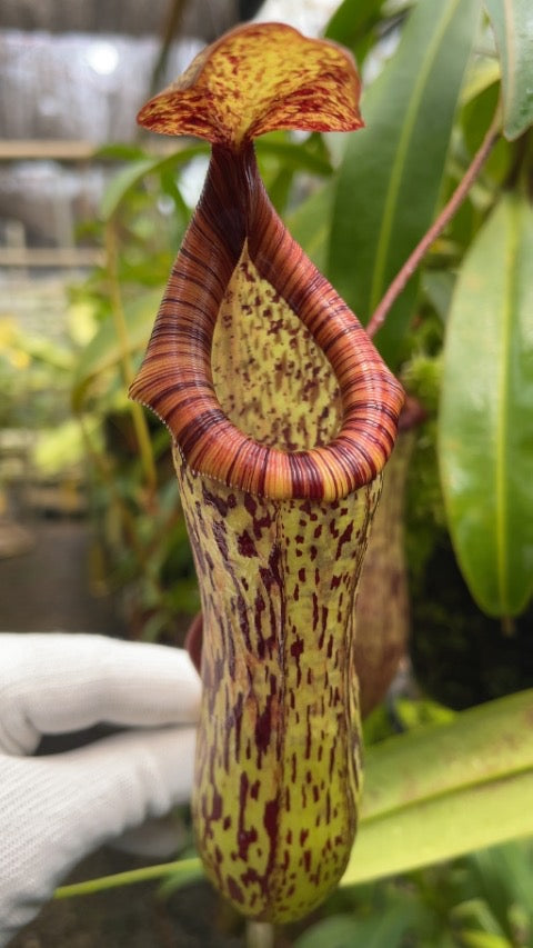 Nepenthes vogelii x ventricosa “Select Clone” Potted