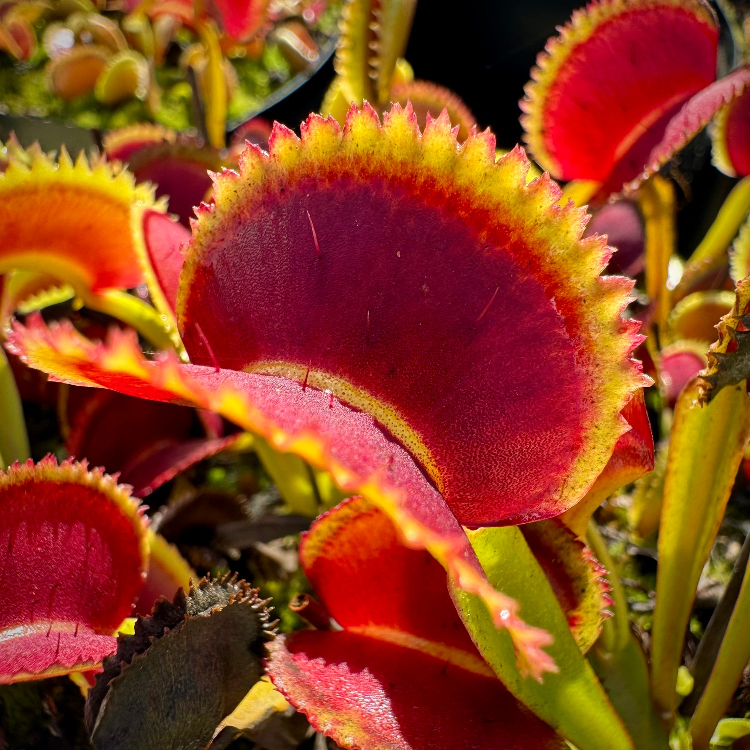 Seed Pack Dionaea m. ‘Martah's Lips’ (12 seeds/pack)