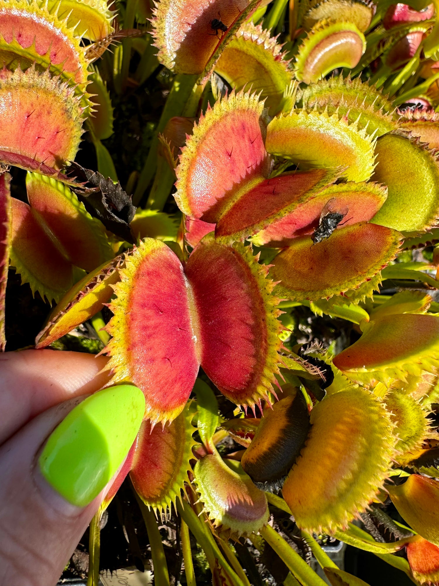 Dionaea m. “Geoff’s Super-Dente” Potted