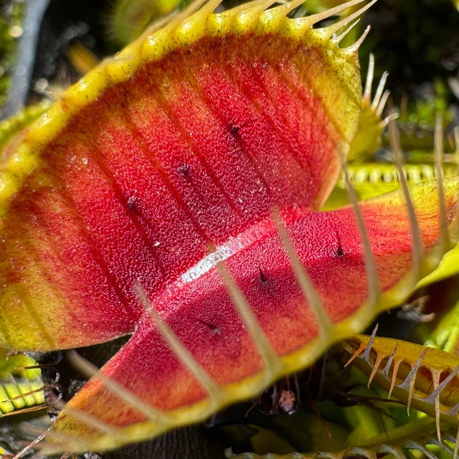 Dionaea m. ‘BCP Red Bull’ Potted