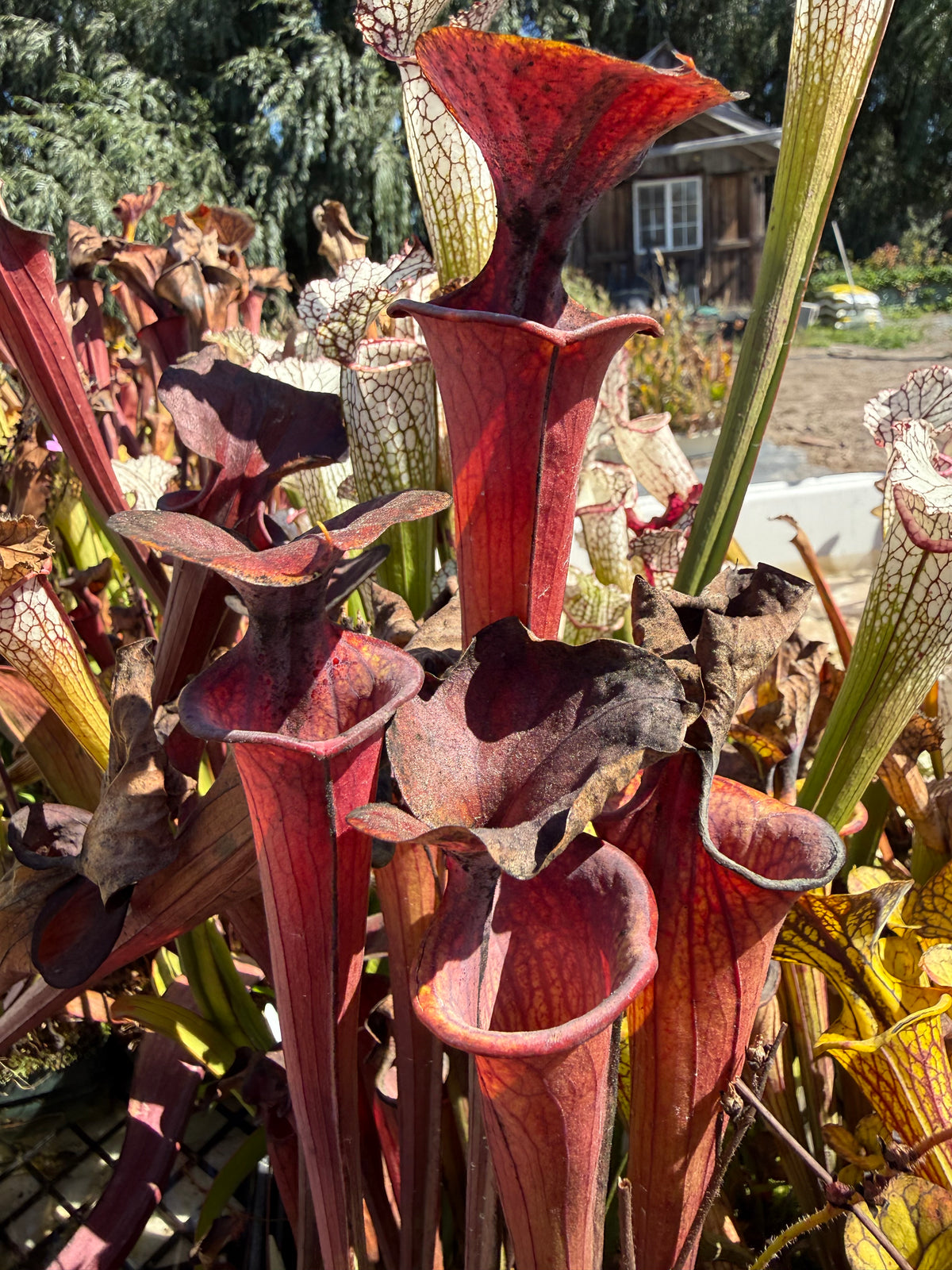 Sarracenia flava v. atropurpurea “European Clone” Potted