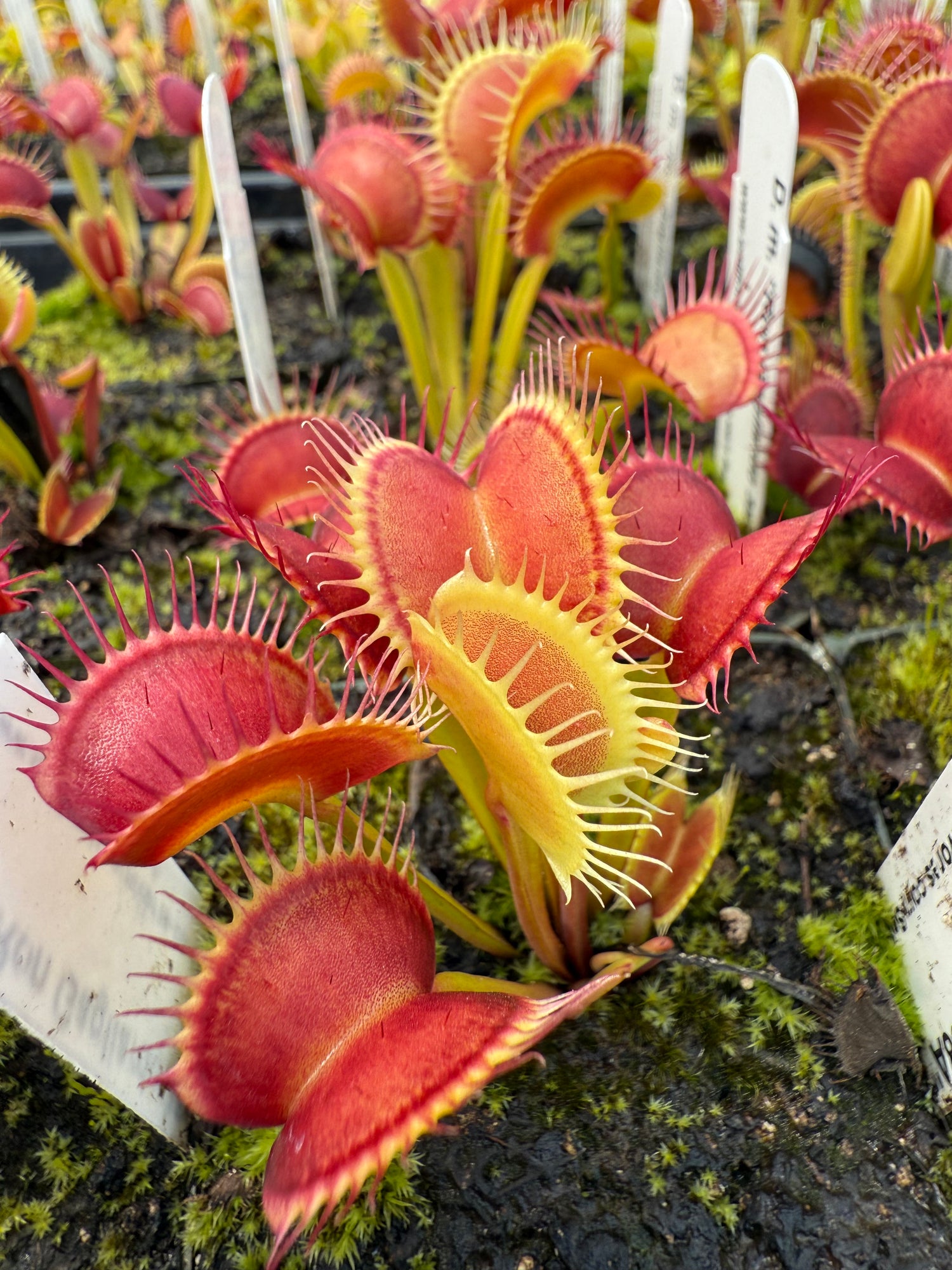Dionaea m. “Ron Gagliardo 38A” JH Potted
