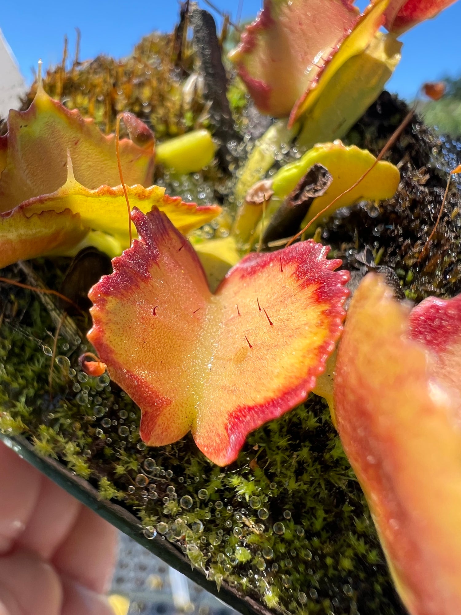 Dionaea m. 'PacMan' Potted
