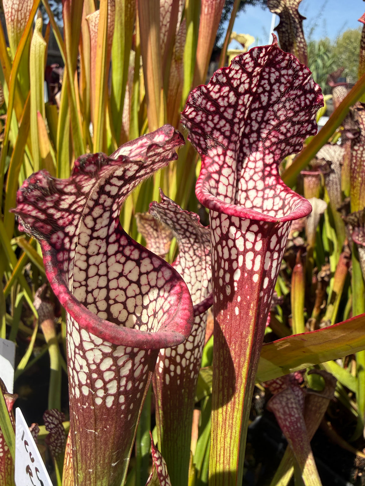 Sarracenia leucophylla “Red, Near East Point, Franklin Co, FL” Potted