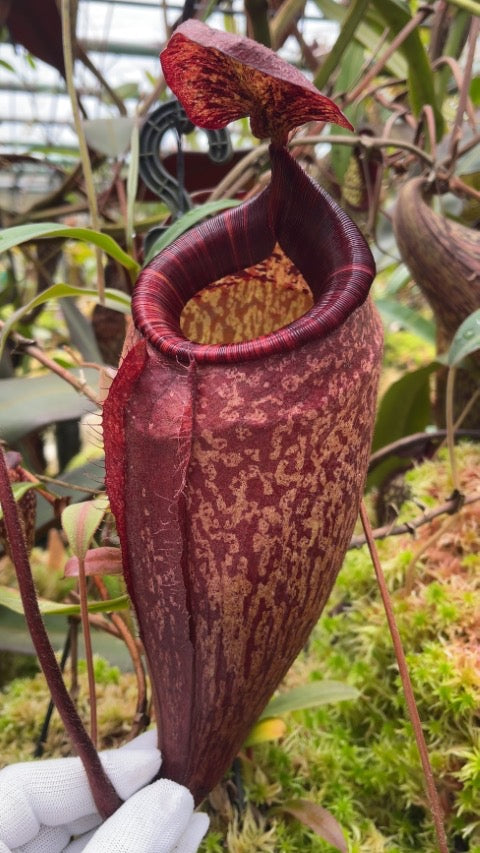 Nepenthes peltata “Best Clone” Potted