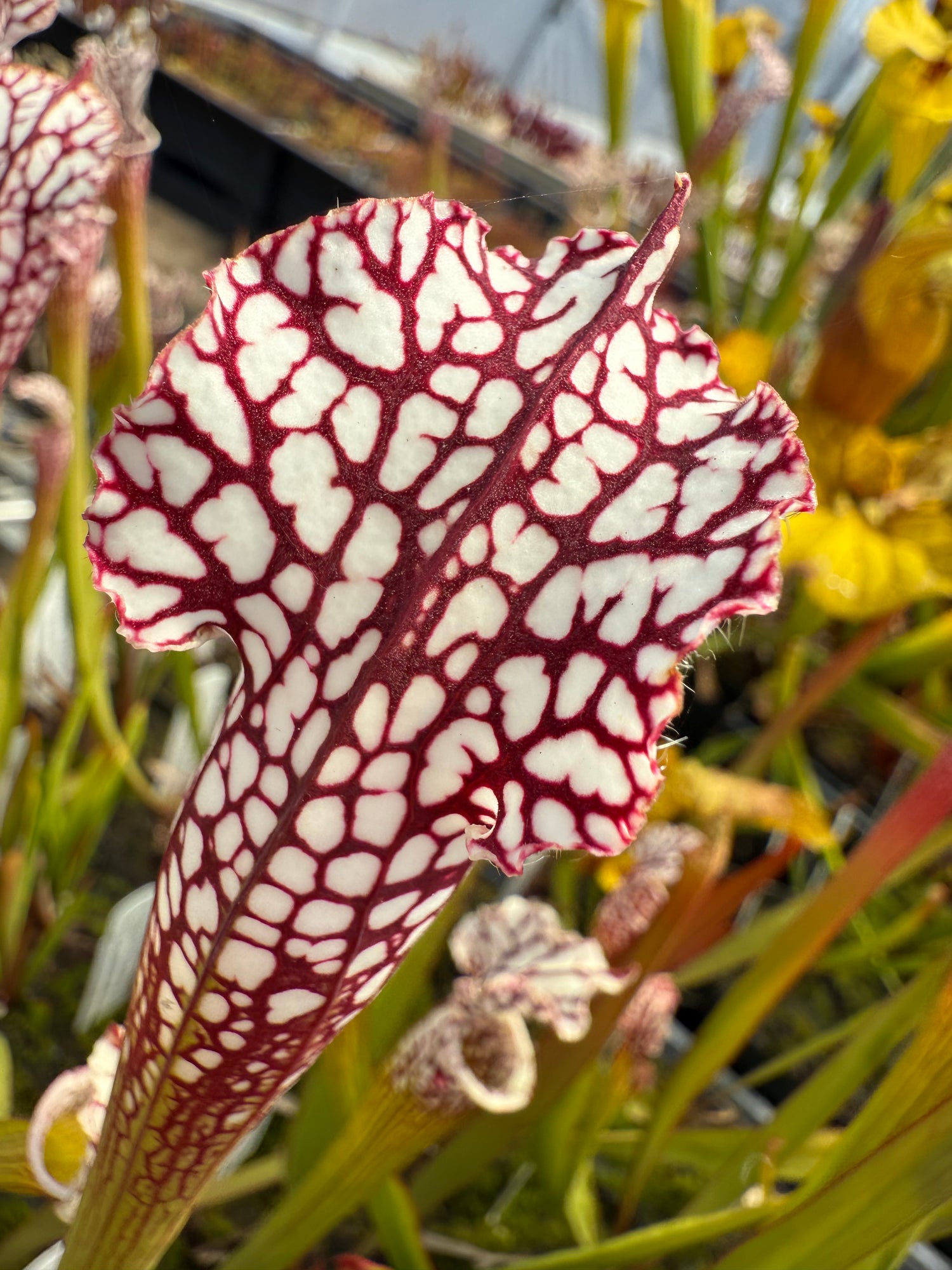Sarracenia leucophylla "Last Site, Sumter Co, GA" Clone A Potted