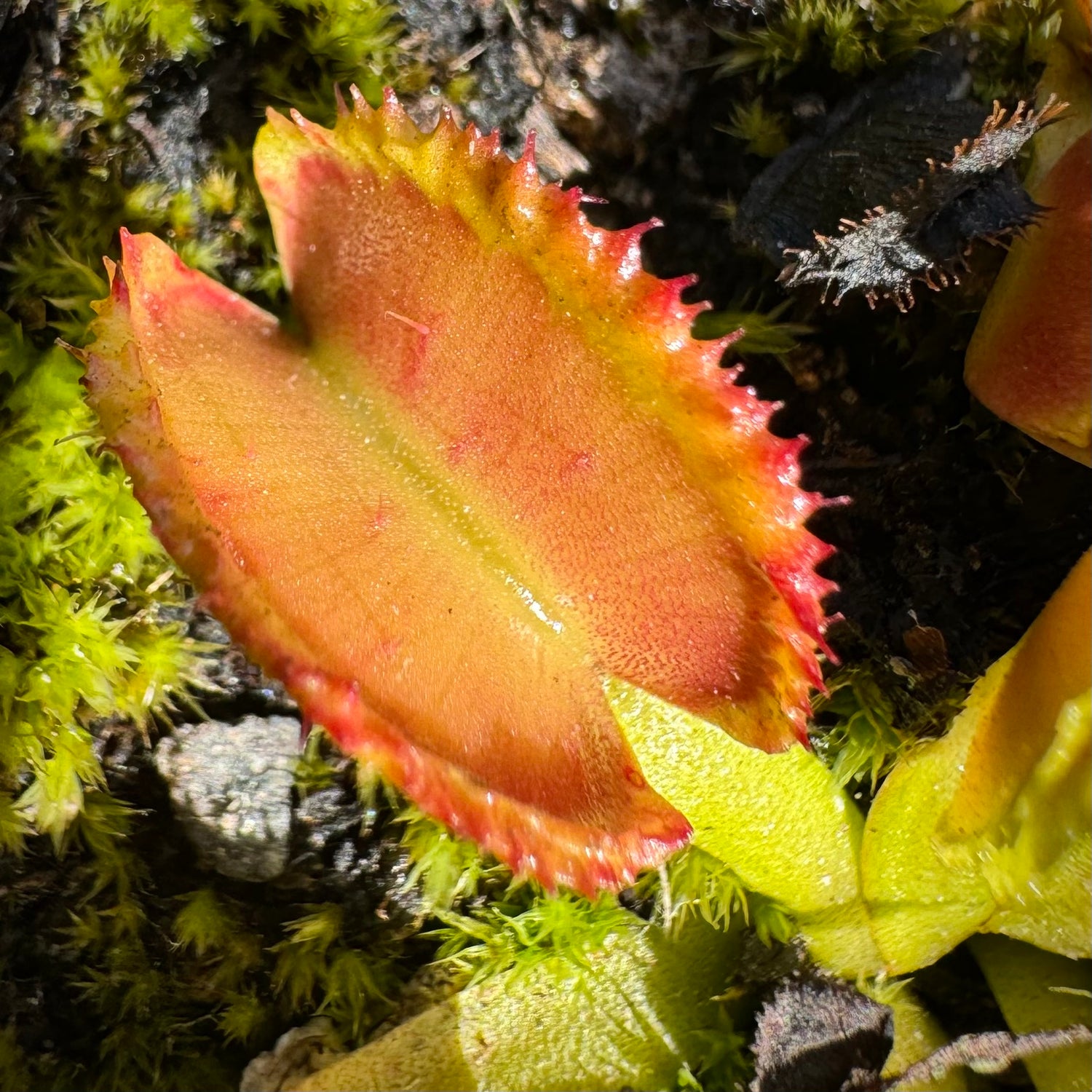 Dionaea m. 'Freaky Star' Potted