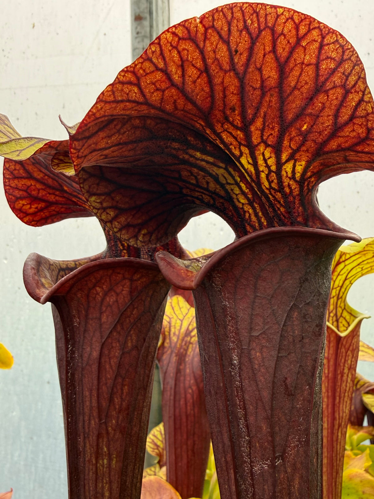 Sarracenia x “Aunt Widow” Potted