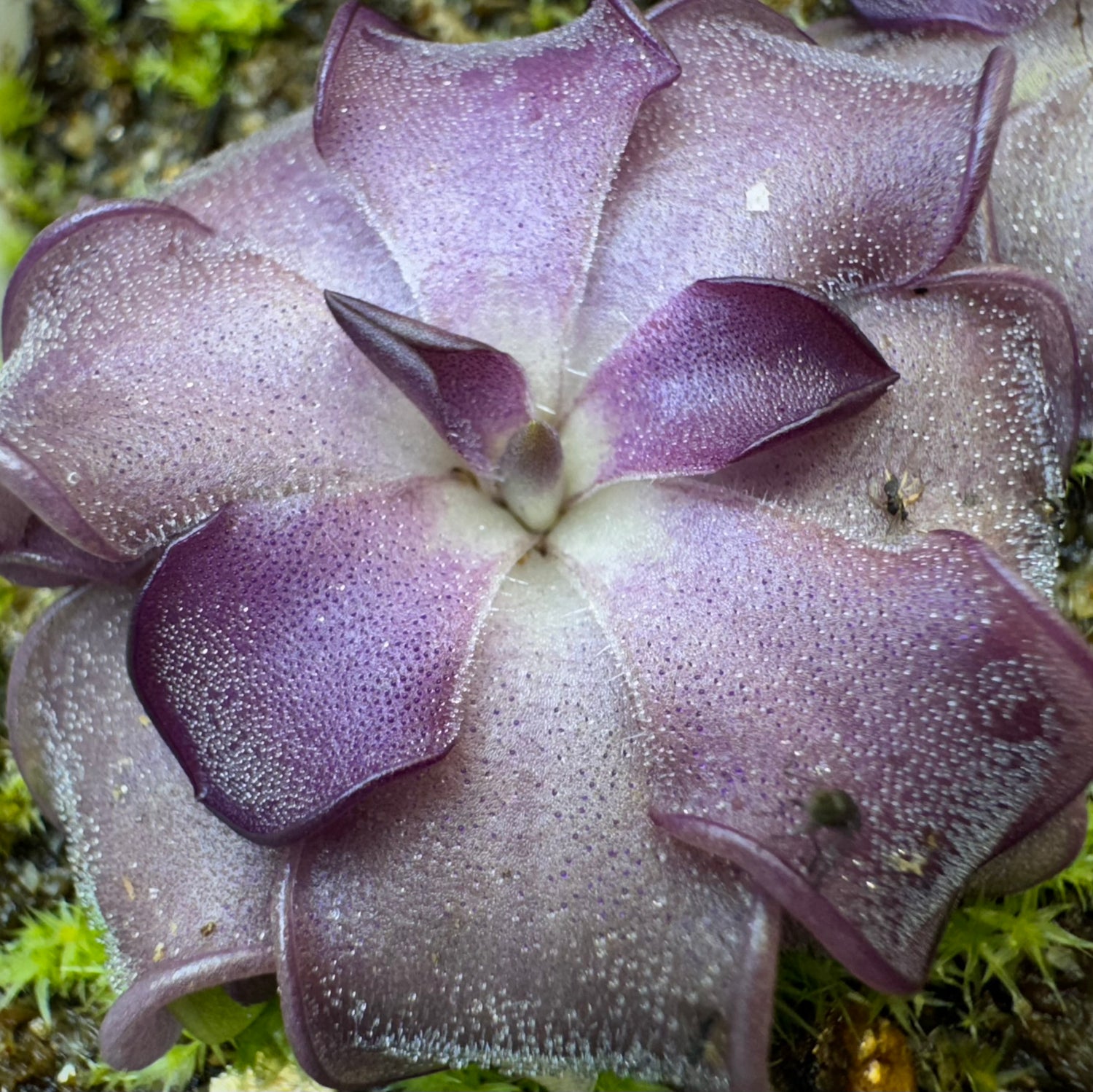 Pinguicula x “Mad Madam Mim” BARE ROOT