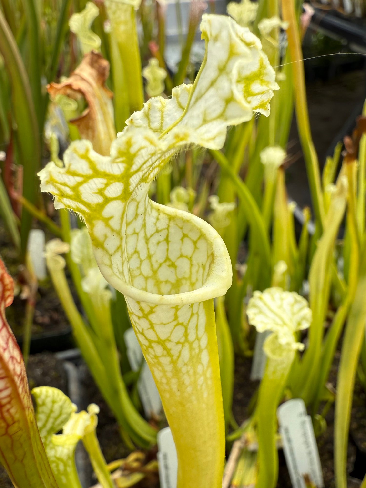 Sarracenia leucophylla anthocyanin-free “from Bob Scholl” DG Potted