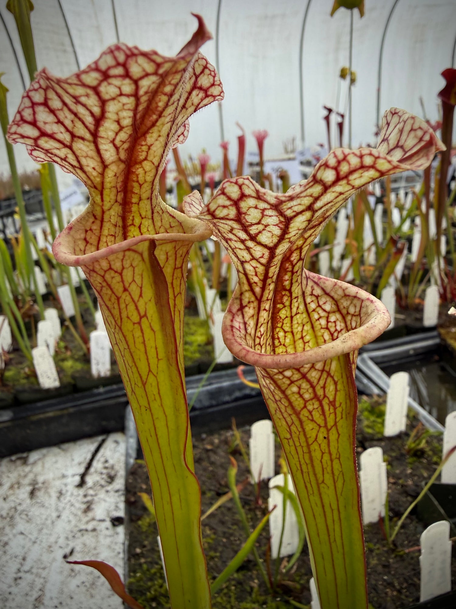 Sarracenia leucophylla “Purple Lips” x ( x ‘Doreen’s Colossus’ ) Potted
