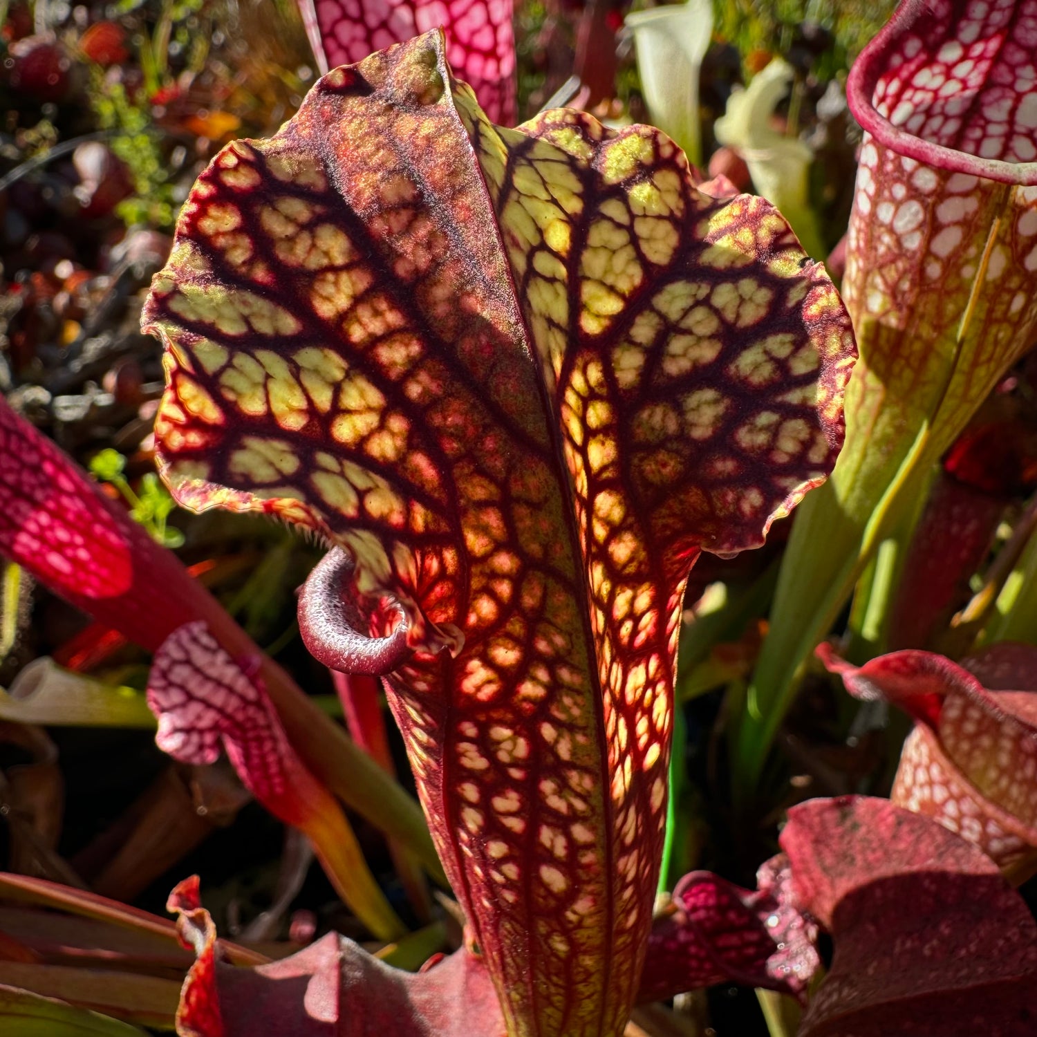 Sarracenia ( x ‘Saurus’ ) x leucophylla ‘Calen’s Super’ Potted