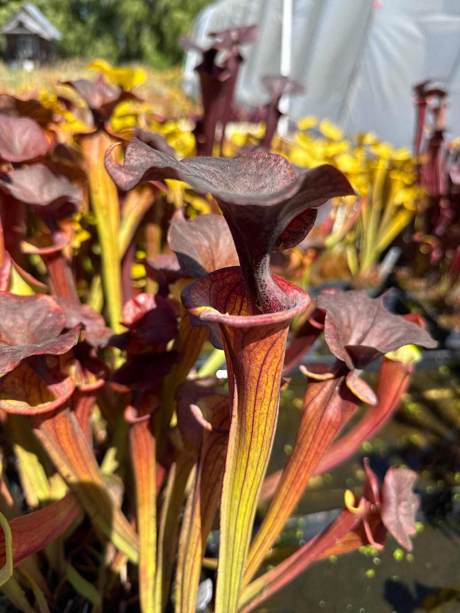 Sarracenia flava var. cuprea "Slender, Frilly Lid" DGF28 Potted