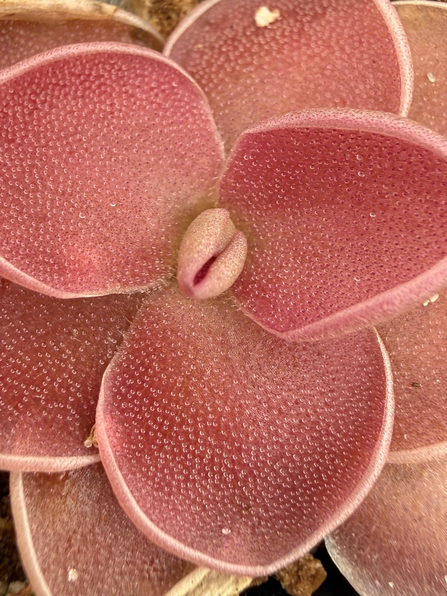 Pinguicula ‘PE Formosa’ BARE ROOT