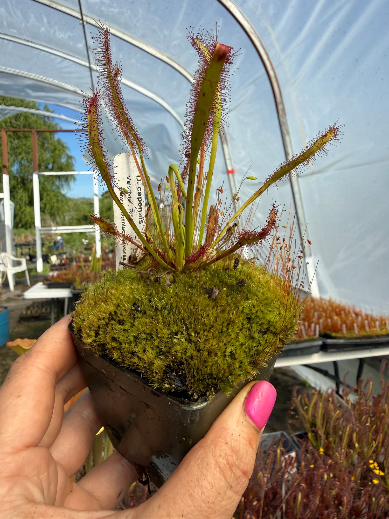 Drosera capensis “Valsrivier, RSA” Potted