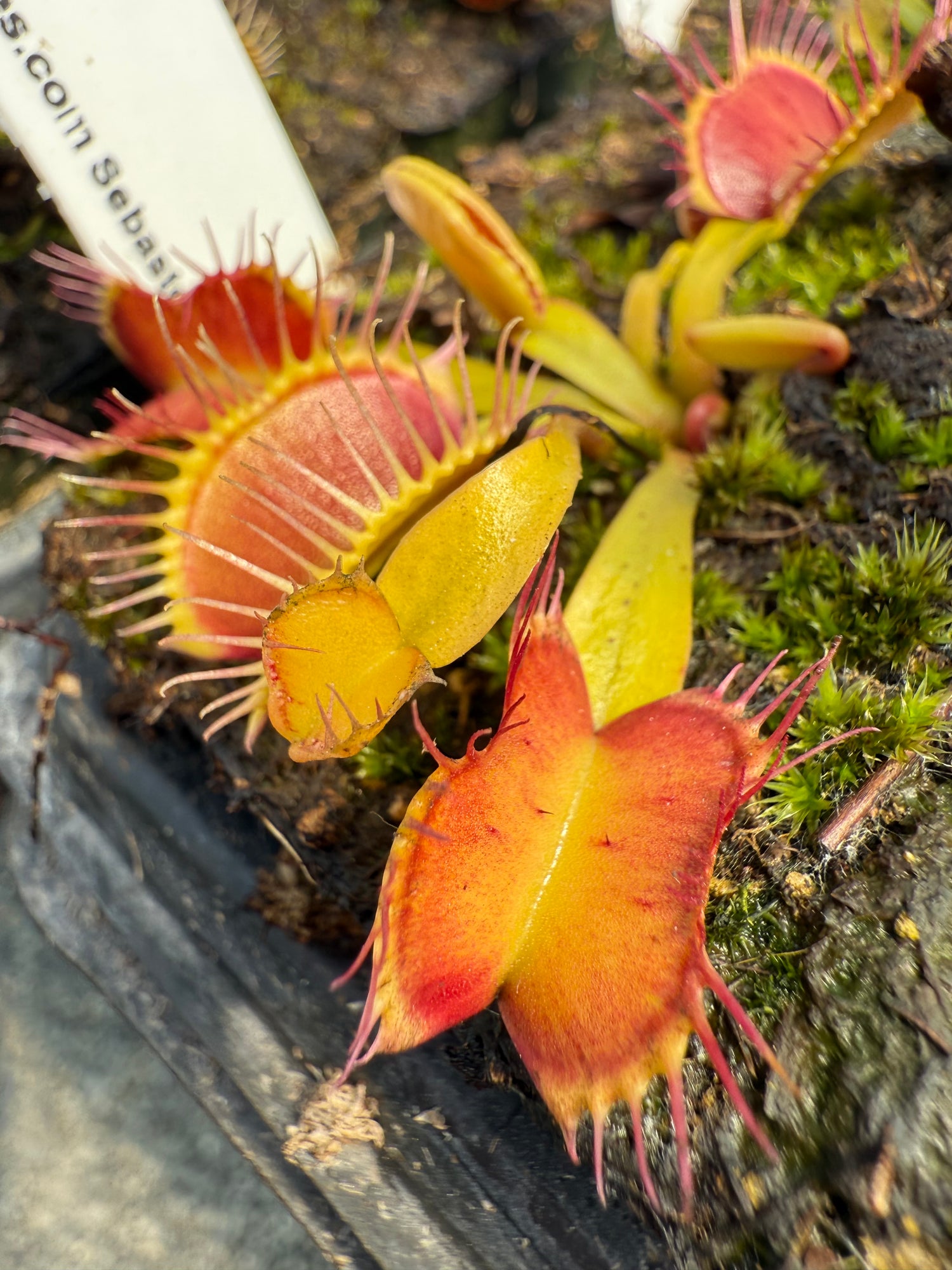 Dionaea m. ‘Fondue’ JH Potted