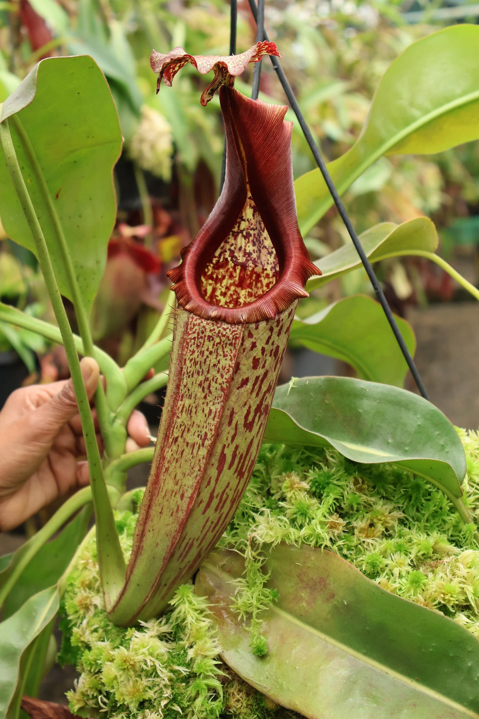Nepenthes eymae Potted
