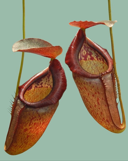 Nepenthes singalana x tenuis Potted