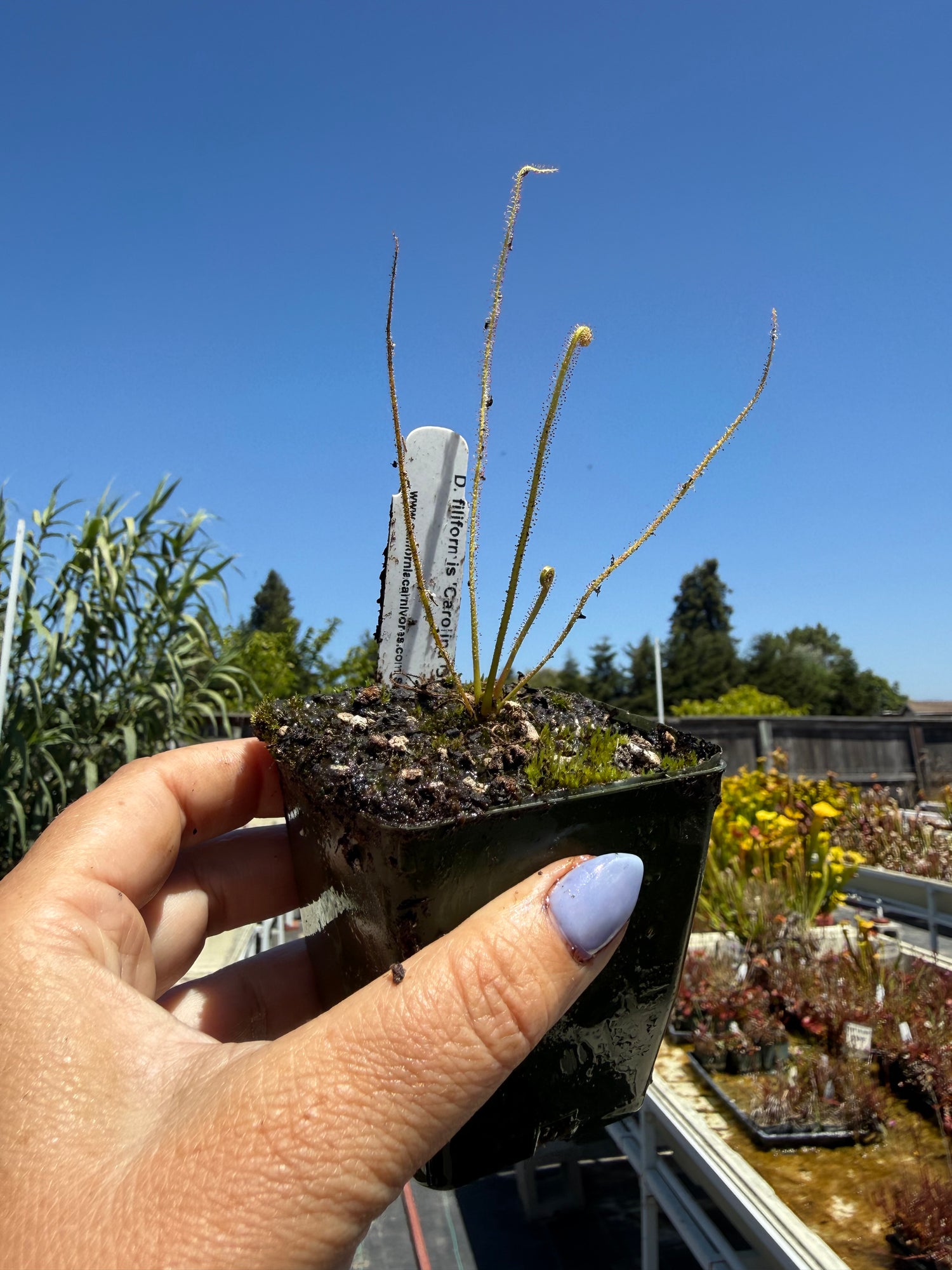 Drosera filiformis 'Carolina Giant' Potted
