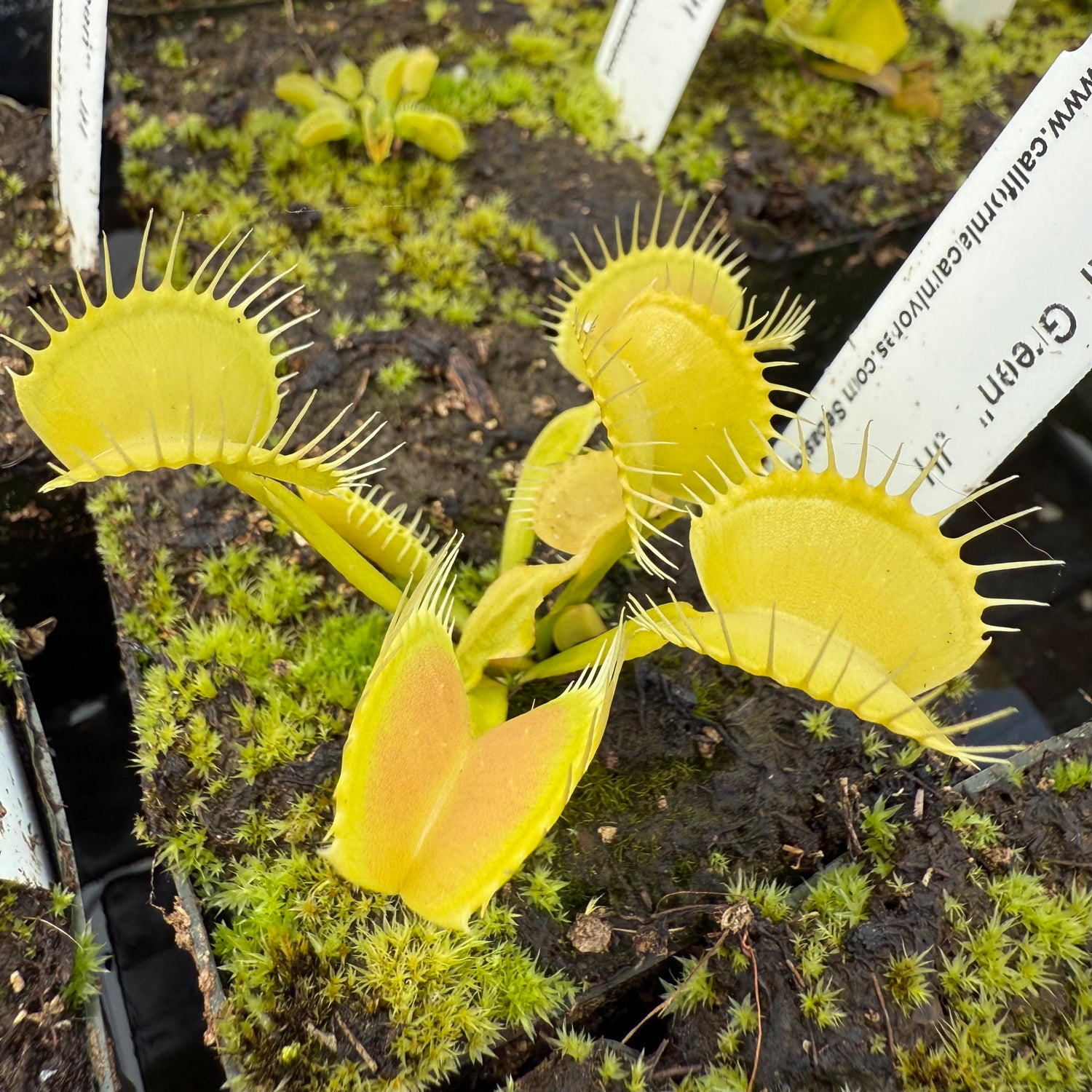 Dionaea m. “All Green” JH Potted